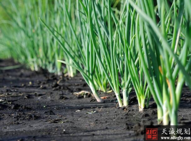 易门县鼓励调整农业种植结构助力增收增产