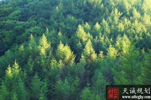 “齐鲁增绿,绿色富民” 3%建设用地指标激活齐鲁“绿动力”