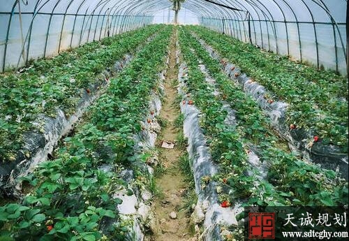 符合条件的规模农业经营户加快纳入家庭农场范围