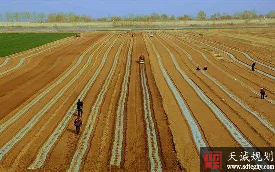 利津县土地规模化经营提高土地效益增加农民收入