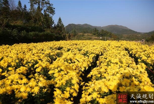 阳城县土地流转打造硬核产业 实现农民就近就地就业