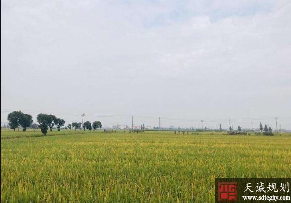 天津决定在全市范围内全面实施耕地保护“田长制”管理