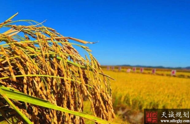 两会:实地测量种粮面积 种多少补多少 谁种谁得补贴