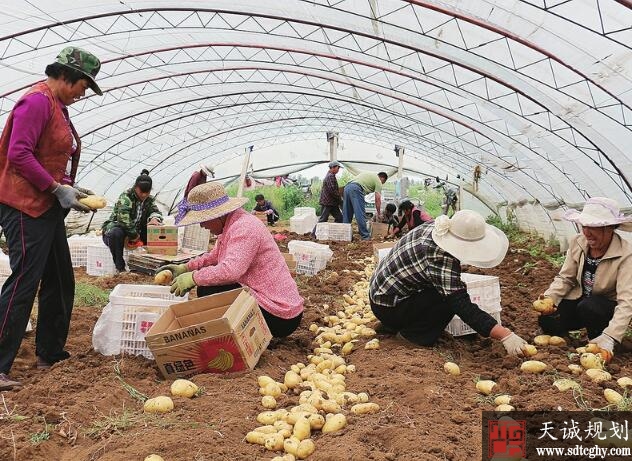 济南土地流转促进劳动力有效转移实现农民多元化致富