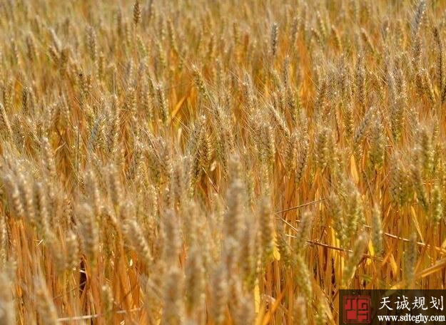 河南印发《通报》2019年全省新增高标准农田601.8万亩