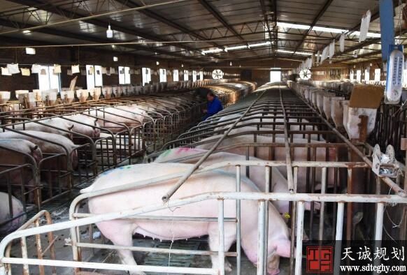 江苏加大金融信贷支持力度支持家庭农场养殖生猪