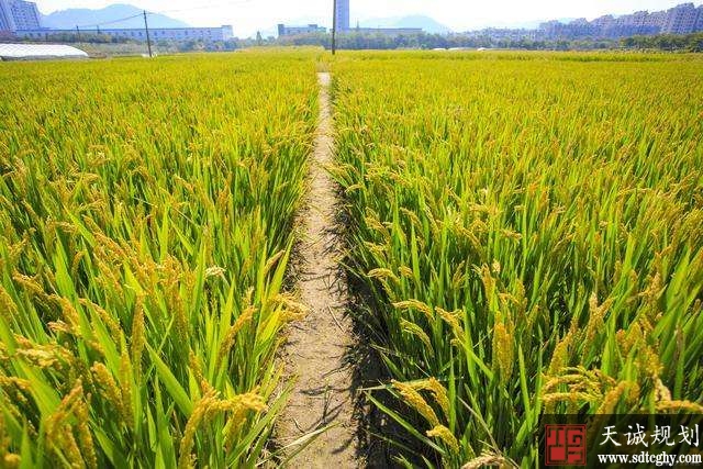 海南：明确设施农业允许使用少量永久基本农田