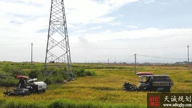 土地流转变荒地为优质水稻田助理群众成功摘帽