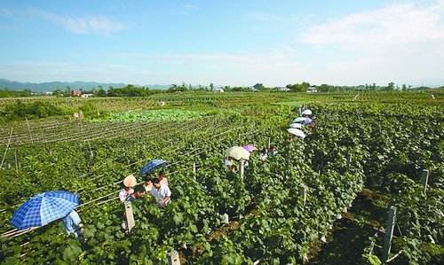 连云港下达耕地地力保护资金4.72亿元 受益面积393.32万亩