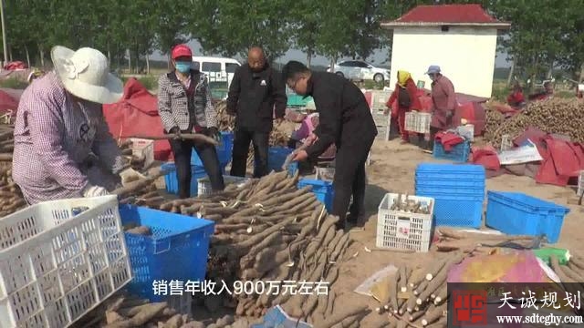 济南长清滩区土地流转种植山药圆了农民致富梦