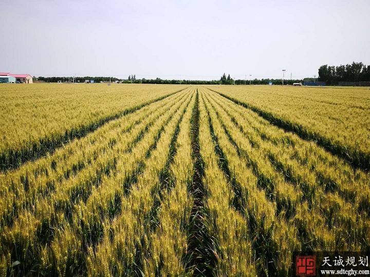 济南2022年将建成500万亩高标准农田保粮食生产