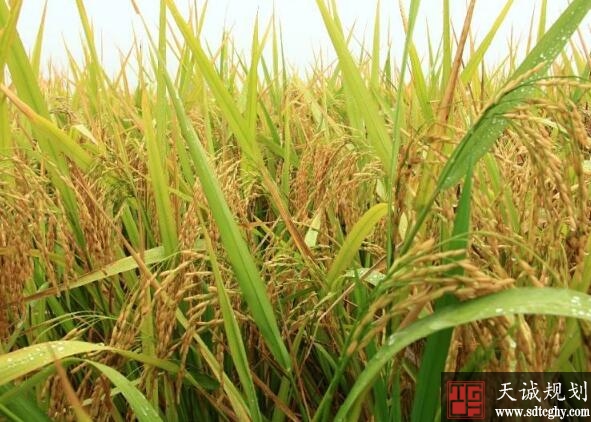 桂阳县高标准农田建设带领群众走上稻田致富路