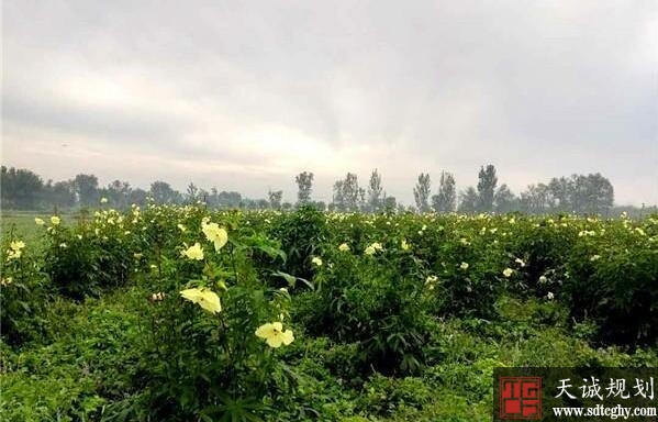 土地流转因地制宜中药材实现人增收地增值