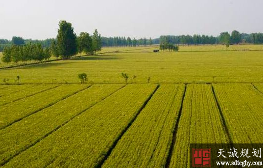 沂南“空中与地面结合”“人防与技防互补”耕地管控新模式