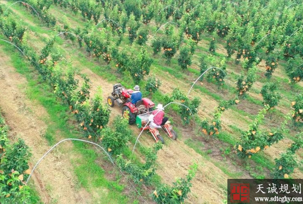 阳谷县开展土地流转发展特色种植实现农民与集体双增收