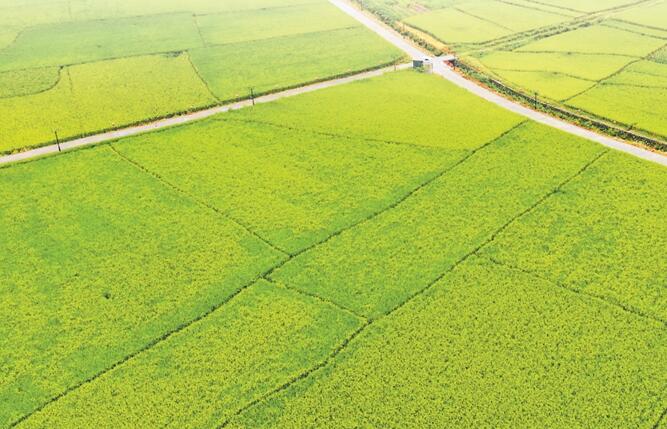 永泰125个高标准农田和农田水利基础设施项目纳入综合保险