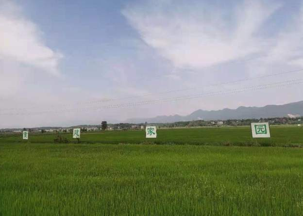  阳新县土地整治让村旧貌换新貌 农村集体经济发展有活力