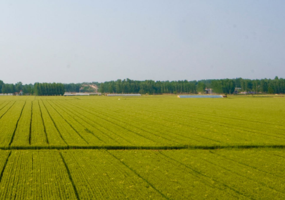 天津严格禁止在永久基本农田等地建设光伏发电项目