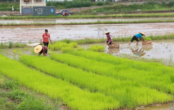 东莞发布《细则》对符合条件土地流转双方实施奖励