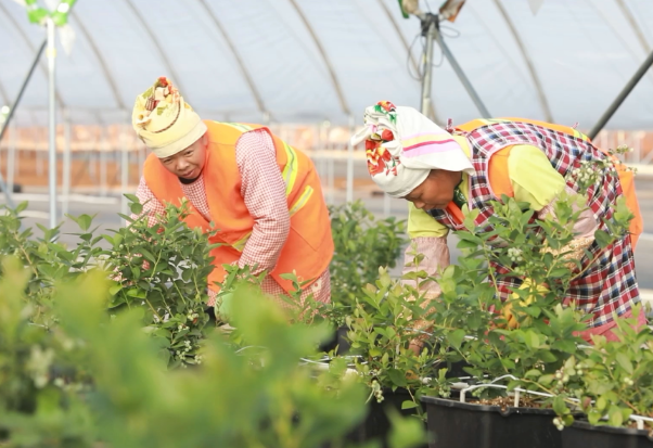 广南以土地流转为切入点推动种植结构调整助力乡村振兴