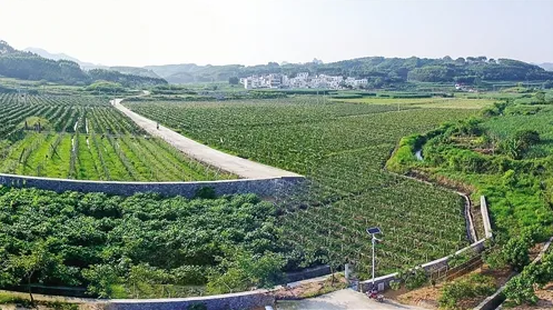 永州镇土地里转取得阶段性成效 为产业振兴注入活力