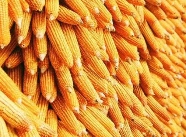 多点发力守好粮食安全“责任田” 护好人民群众“粮袋子”