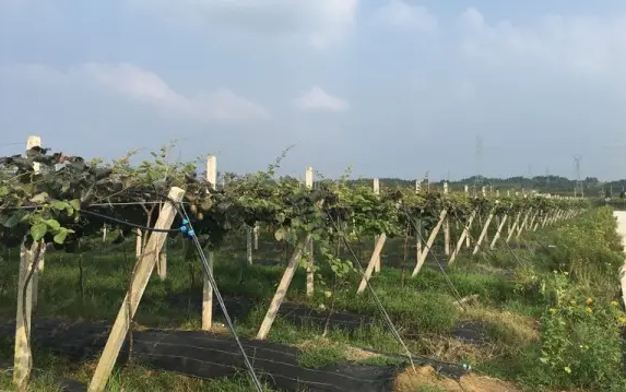 溧水区大力培育家庭农场 带动农户致富助力乡村振兴