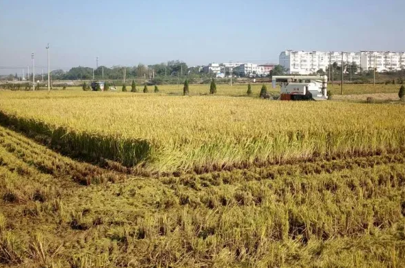 梅渚镇多措并举扎实开展补充耕地工作切实推进耕地保护安全