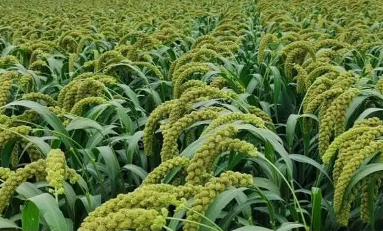 河南印发《方案》到2025年农作物良种覆盖率达到98%以上