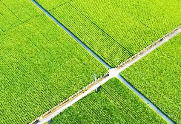 重庆“严格耕地保护 提升耕地质量”推进高标注农田建设