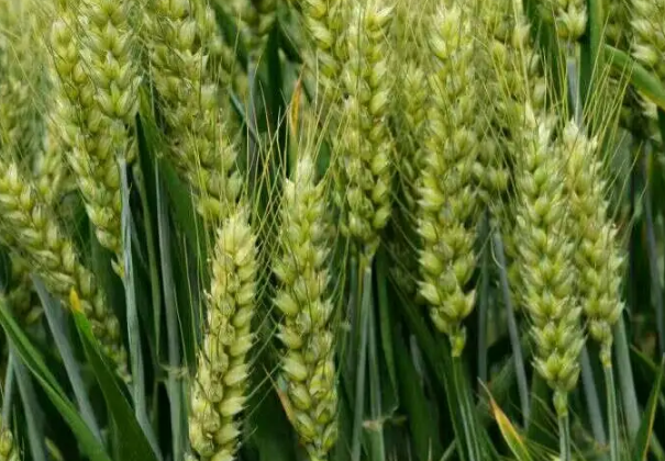 国家审定通过176个小麦新品种 盐碱小麦品种首次通过审定