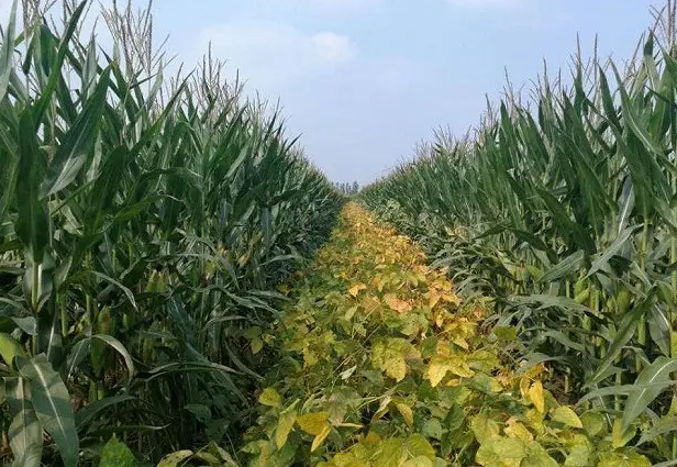 曹县大力开展大豆玉米带状复合种植