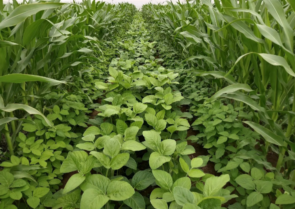 成武县开展大豆玉米带状复合种植面积工作确保任务全面落实