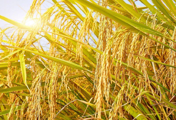 种子为“芯”－2023年水稻种植推荐品种 助力种粮农民增产增收