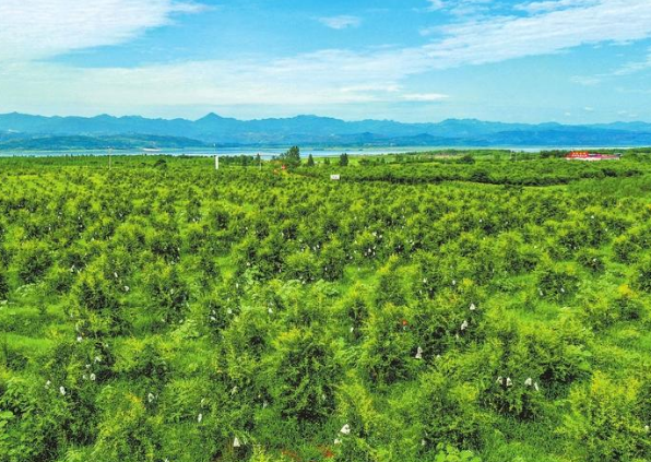 淅川大力开发绿色生态农业经济加快农村经济振兴和发展