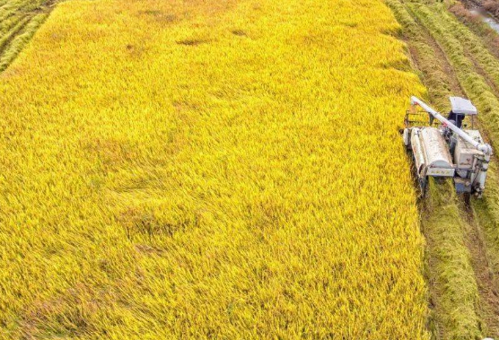 鄂州撂荒地经整治恢复成水田 牢牢守住耕地保护红线