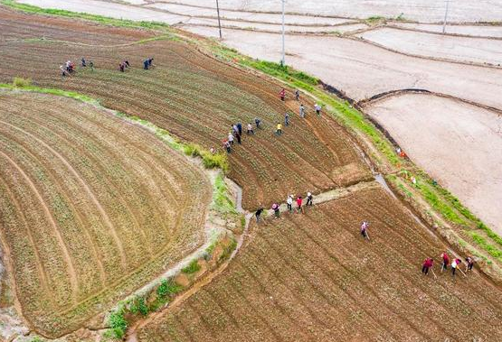 繁昌区4个方支持政策推进土地流转和规模化经营