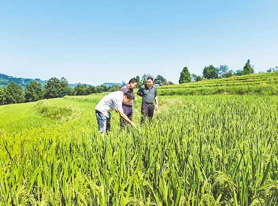 撂荒地变成‘丰收田’ 农民获利土地整治