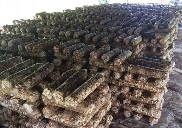 废弃果树枝条成为食用菌生产棒
